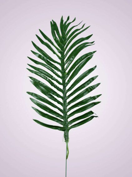 C242 palma list 1