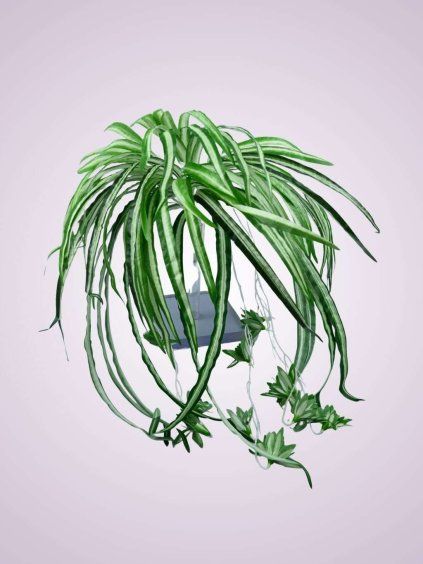 DL69 dracena zelena