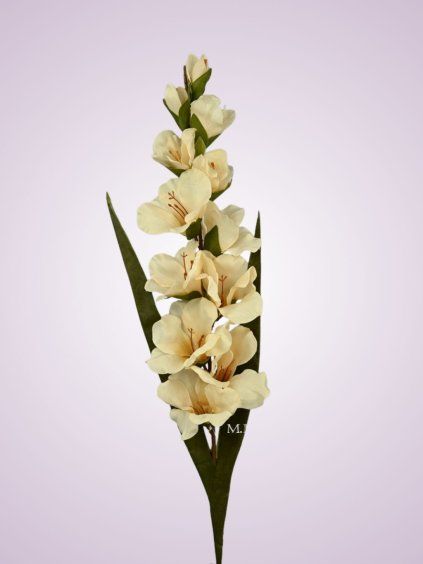 MP19741 gladiola cream aut