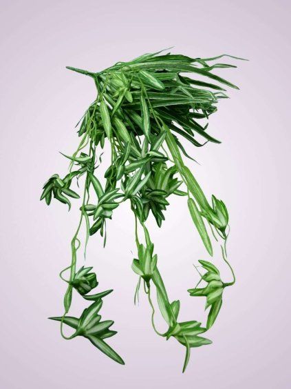 FB20540 dracena zelena