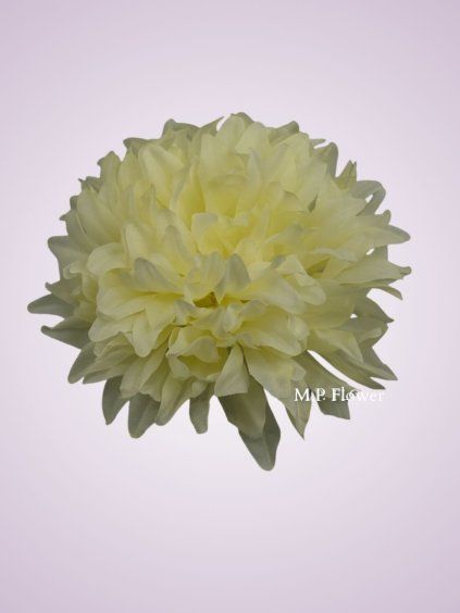 FU20034 Chryzantéma cream