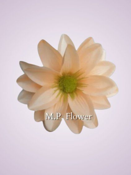 FX19301 lotos peach