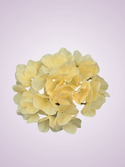 HS6901 hortenzia dk cream