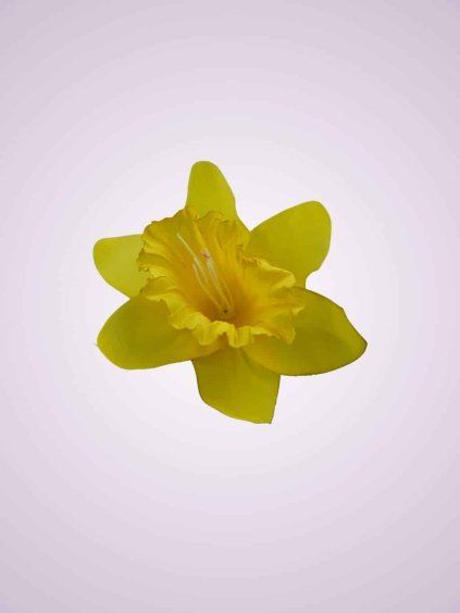 K001 narcis zlty