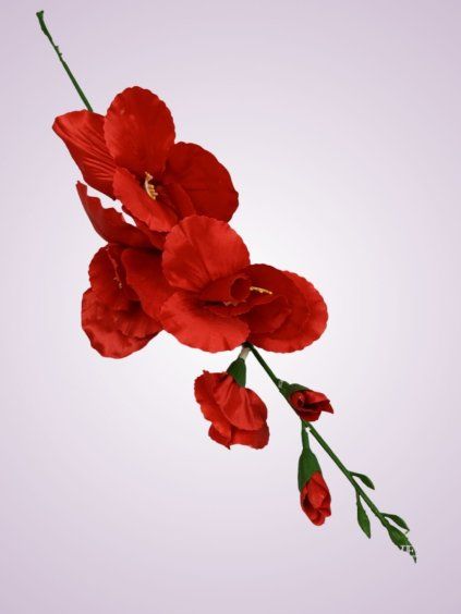 K265 gladiola mini červená