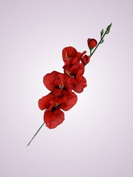 gladiola K268