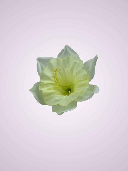 KW001 narcis krem