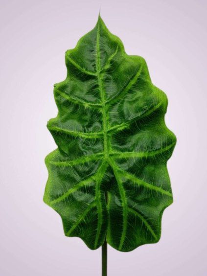 LIU196 list ALOCASIA