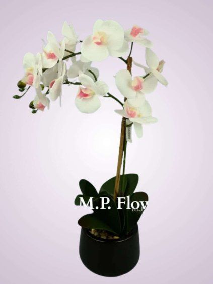 SFCPOT020053 orchidea v crepniku