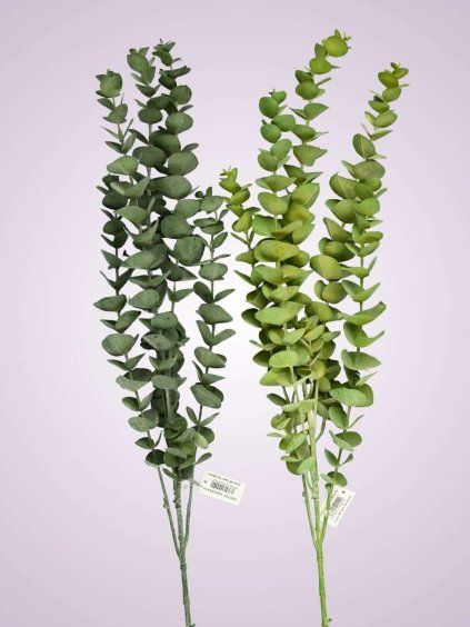EUKALYPTUS Y201124