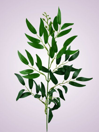 LIU388 ruscus green