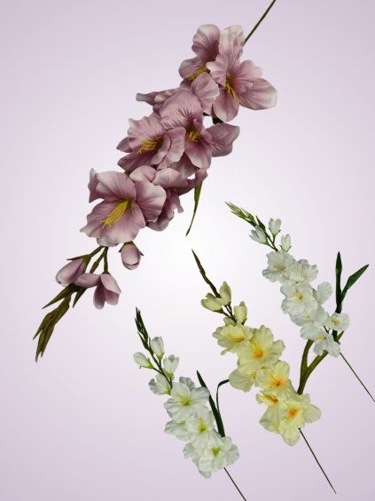 MP19001 gladiola