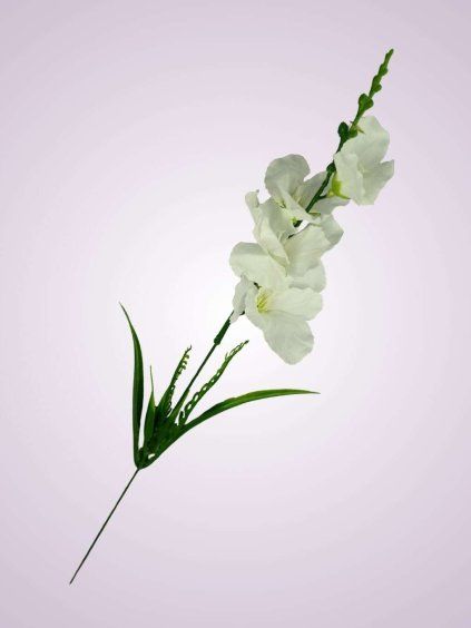 Y2216 gladiola mini kus. biela