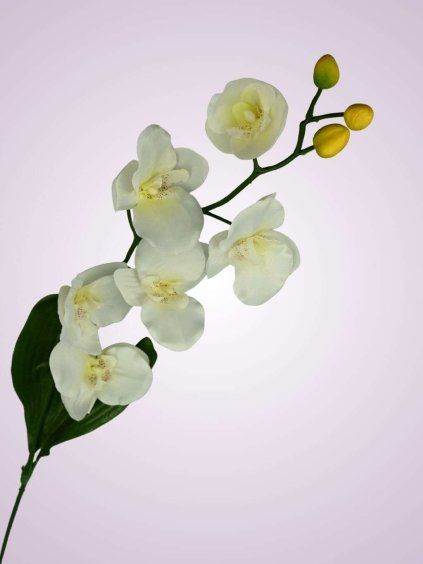 C99346 orchidea kus. cream