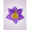 MP216500 ľalia lavander