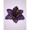 MP216500 ľalia purple