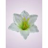 MP216500 ľalia white green