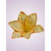 MP216500 ľalia peach tch