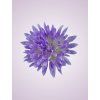 MP17065 chryzantéma lt lilac 979