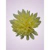 MP17065 Chryzantéma yellow