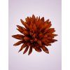 MP17065 Chryzantéma orange