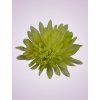 MP17065 Chryzantéma lt green