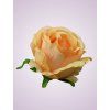 FXT023 ruža peach