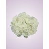 C10012 hortenzia white