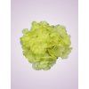 C10012 hortenzia lemon