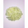 C10012 hortenzia cream