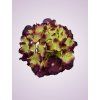 C10012 hortenzia beauty green