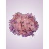C10012 hortenzia mauve