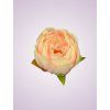 RS234395 pivónia lt peach tch 05