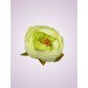 RS234395 pivónia cream green