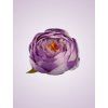 RS234395 pivónia lt lilac tch 17