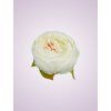 RS234395 pivónia white 01