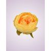 RS234395 pivónia peach 06