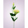SUN357 lisianthus kus. PEACH GREEN