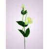 SUN357 lisianthus kus. LT PINKLT GREEN