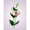 SUN357 lisianthus kus. POWDER PINK GREEN