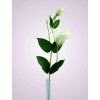 SUN357 lisianthus kus. WHITE DIRTYGREEN