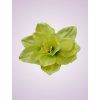 F19225 amarylis yellow/ green