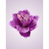 F19225 amarylis lavender lt