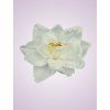 F19225 amarylis pure white