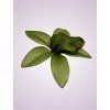 65792 orchidea green aut