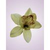 65792 orchidea cream aut