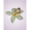 65792 orchidea cream