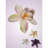 65792 orchidea H