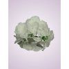RH9911 hortenzia pure white