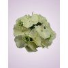 RH9911 hortenzia cream